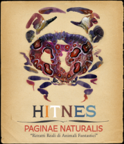 “Paginae Naturalis” di Hitnes al Museo Civico di Zoologia di Roma