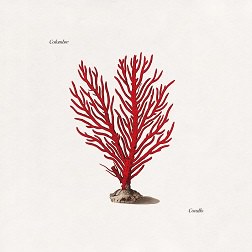 copertina di corallo su flaneri